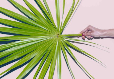 Hand Holding Palm Leaf. Hand Holding Palm Leaf.