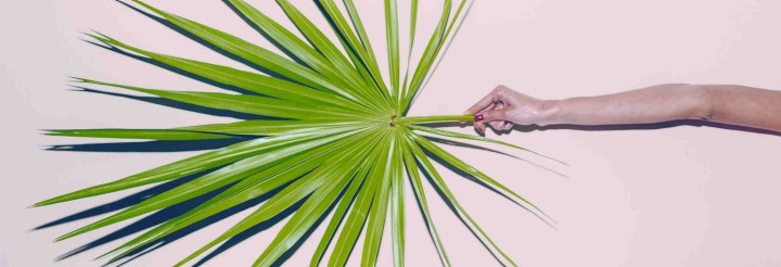 Hand Holding Palm Leaf. weekly update washington trade