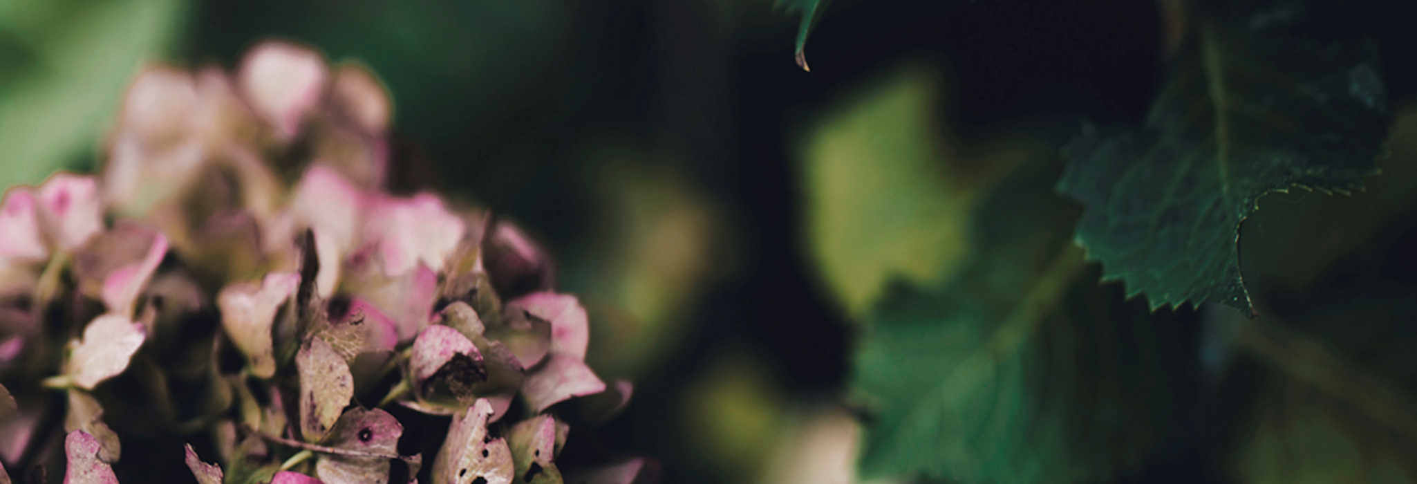 Pink Hydrangea Flowers Decline Pink Hydrangea Flowers Decline