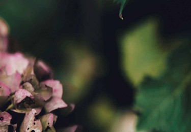 Pink Hydrangea Flowers Decline