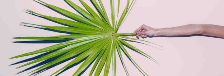 Hand Holding Palm Leaf.