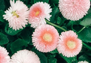 Bright Pink Flowers In Spring