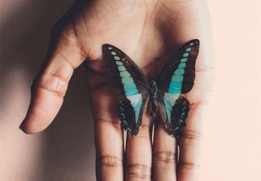 A Turquoise Butterfly Resting On A Hand Against A Turquoise Background
