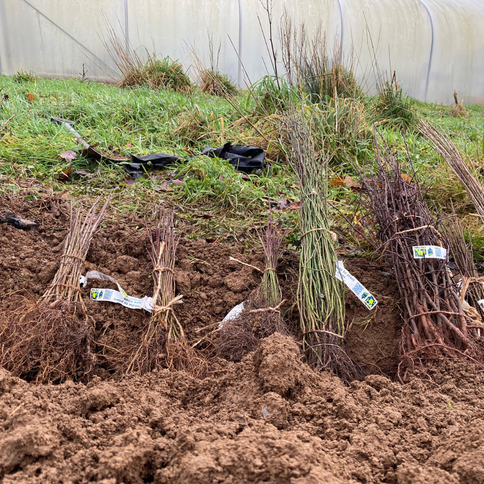 Untitled (960 x 960 px) (960 x 960 px) - 3